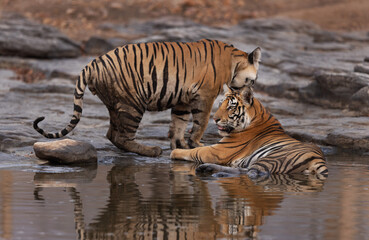 Tiger cub sibling cooling in water at Panna Tiger Reserve, Madhya pradesh, India