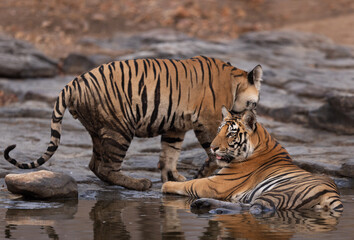 Tiger cubs cooling in water at Panna Tiger Reserve, Madhya pradesh, India