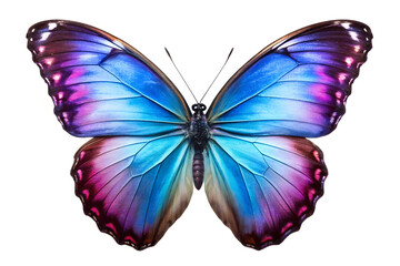 Stunning Butterfly Isolated on White Background: A Perfect Display of Nature's Beauty.