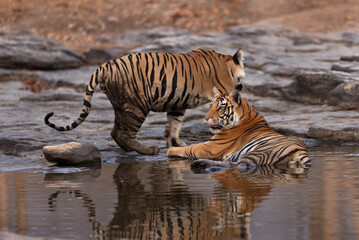 Closeup of  Tiger cubs cooling in water with dramatic reflection on water at Panna Tiger Reserve, Madhya pradesh, India