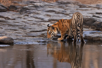 A tiger cub drinking water and dramatic reflection on water at Panna Tiger Reserve, Madhya pradesh, India