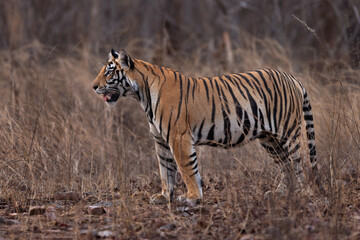 Portrait of a tiger cub at Panna Tiger Reserve, Madhya pradesh, India