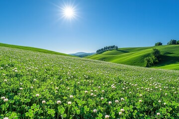 Sunlit meadow with blooming clovers under blue sky