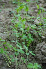 Peas plants are growing in field