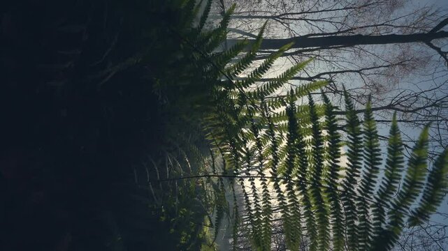 Spinning Dizzily Through a Misty Forest, Low to the Ground with Sunlight