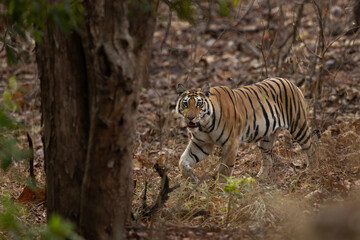 Closeup of a tiger staring at camera at Panna Tiger Reserve, Madhya pradesh, India