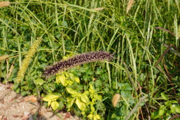 Setaria viridis in close up with green grass background 