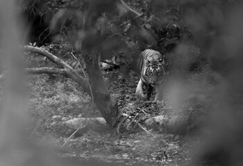 Obraz premium A tiger cub through the foliage at Panna Tiger Reserve, Madhya pradesh, India
