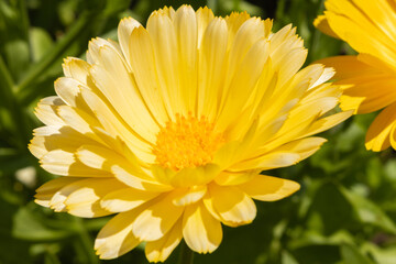 Calendula bright arvensis, marigolds, calendula medicinal flower. close up