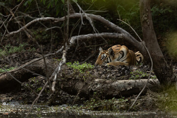 A Tiger cub near a water body at Panna Tiger Reserve, Madhya pradesh, India