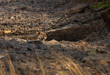 A tiger resting in almost dry river channel at Panna Tiger Reserve, Madhya pradesh, India