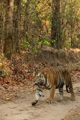 Closeup of a tiger walking  on the road at Bhandavgarh Tiger Reserve, Madhya pradesh, India