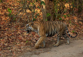 A tiger walking at Bhandavgarh Tiger Reserve, Madhya pradesh, India