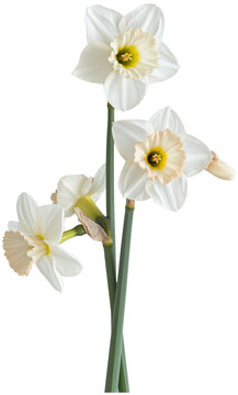 Daffodil Plant illustration Art - Beautiful Nargis flower PNG
