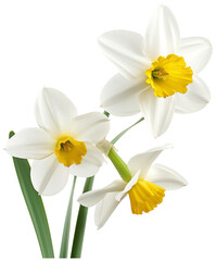 Daffodil Plant illustration Art - Beautiful Nargis flower PNG
