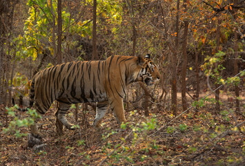 Closeup of a tiger walking at Bhandavgarh Tiger Reserve, Madhya pradesh, India