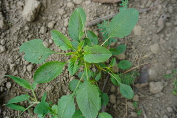 Green Amaranthus plant in close up