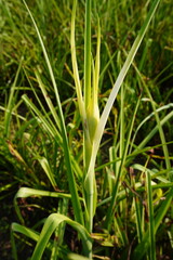Allium polyanthum, grass flower in close up with greenery background 