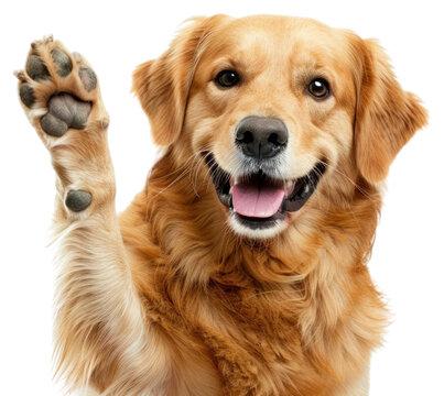 PNG Smiling dog waving its paw animal cute pet. - Powered by Adobe