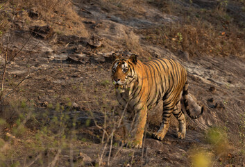 Portrait of  tiger at Bhandavgarh Tiger Reserve, Madhya pradesh, India