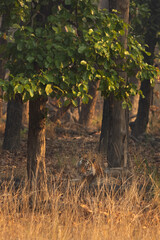 A tiger resting in the jungle of Bhandavgarh tiger reserve, Madhya pradesh, India