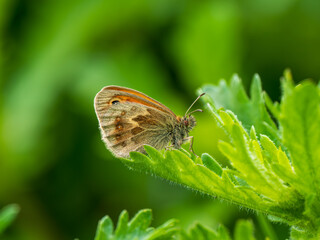Side View of a Small Heath Butterfly