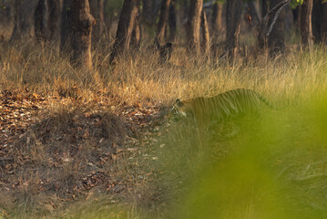A tiger through the foliage at Bhandavgarh tiger reserve, Madhya pradesh, India