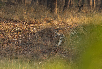 A tiger walking in the jungle of Bhandavgarh tiger reserve, Madhya pradesh, India