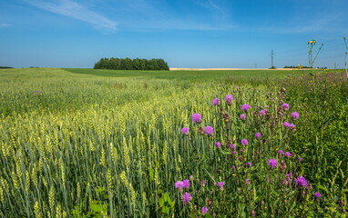 field of flowers and sky