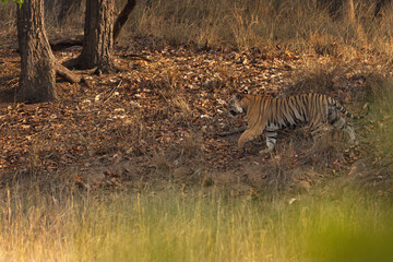A tiger in the jungle of Bhandavgarh tiger reserve, Madhya pradesh, India