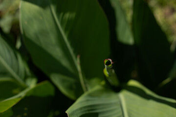 Close up of canna leaves in the garden with selective focus and shallow depth of field