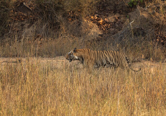 Fototapeta premium A tiger walking through the grassland of Bhandavgarh Tiger Reserve, Madhya pradesh, India