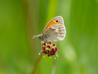 Side View of a Small Heath Butterfly