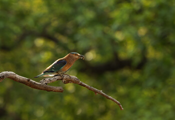 Indian roller with a catch at Bhandavgarh tiger reserve, Madhya pradesh, India