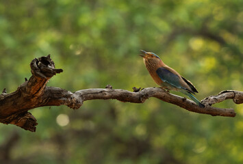 Indian roller perched on a tree at Bhandavgarh tiger reserve, Madhya pradesh, India