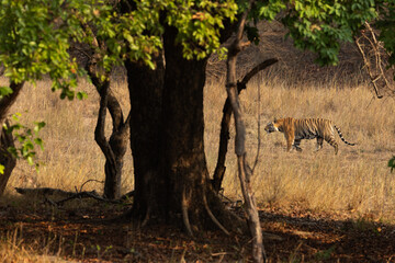A tiger walking in the jungle of Bhandavgarh tiger reserve, Madhya pradesh, India
