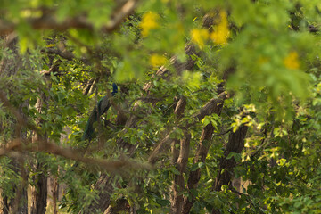 A peacock perched on a tree at Bhandavgarh tiger reserve, Madhya pradesh, India