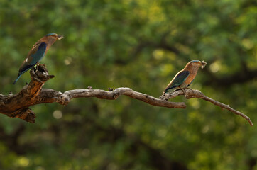 A pair of Indian roller perched on a tree with a catch at Bhandavgarh tiger reserve, Madhya pradesh, India