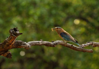 Indian roller with a catch at Bhandavgarh tiger reserve, Madhya pradesh, India