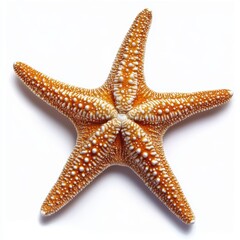 starfish on a white background