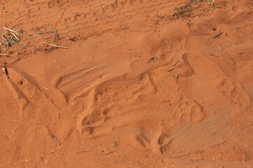 Tiger mark on the road of Bhandavgarh tiger reserve, Madhya pradesh, India