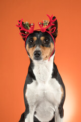 Close-up portrait of funny beautiful dog basenji in Christmas deer costume on bright orange background
