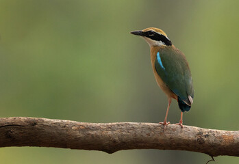 Portrait of a Indian Pitta perched on a tree at Achanakmar Wildlife Sanctuary, Chhattisgarh, India