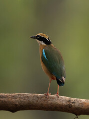 Indian Pitta perched on a tree at Achanakmar Wildlife Sanctuary, Chhattisgarh, India