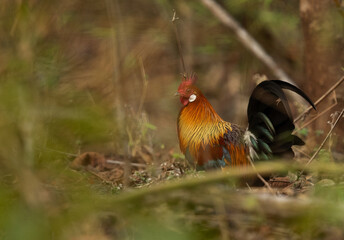 Junglefowl at Achanakmar Wildlife Sanctuary, Chhattisgarh, India