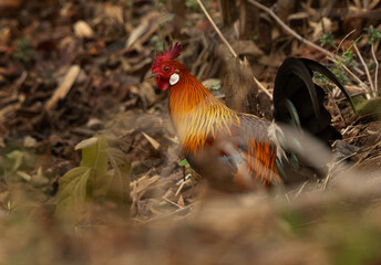 Portrait of a Junglefowl at Achanakmar Wildlife Sanctuary, Chhattisgarh, India
