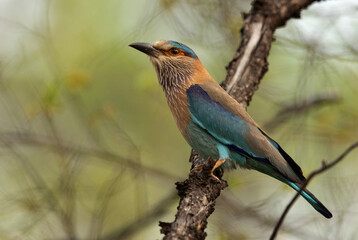 Portrait of a Indian roller perched on a tree at Achanakmar Wildlife Sanctuary, Chhattisgarh, India