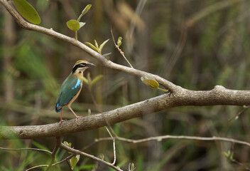 Indian Pitta perched on a tree at Achanakmar Wildlife Sanctuary, Chhattisgarh, India