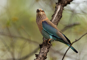 Closeup of a Indian roller perched on a tree at Achanakmar Wildlife Sanctuary, Chhattisgarh, In