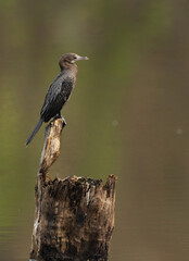 little cormorant perched on a tree trunk at Achanakmar Wildlife Sanctuary, Chhattisgarh, India